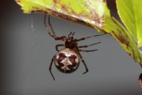 La malmignatte des maisons (Araneae - Theridiidae - Steatoda triangulosa)